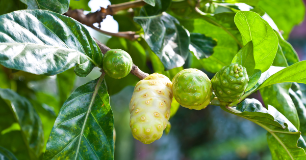 Noni-Früchte aus Tahiti