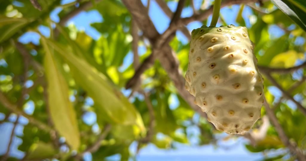 Noni-Baum in den Tropen