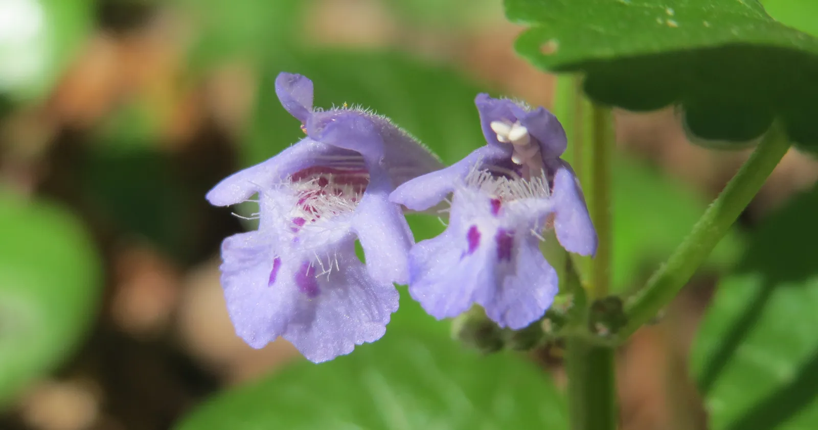 Blauviolette Blüten des Gundermann (Glechoma hederacea) in Nahaufnahme